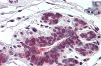 Immunohistochemistry-Paraffin: ELOVL5 Antibody [NBP3-14305]